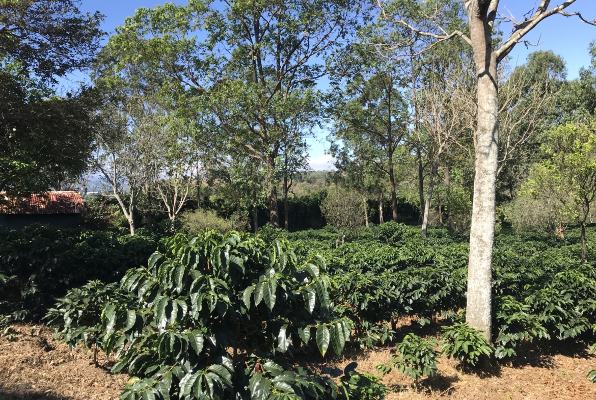 Lovely Flat 5+ acre Sarchi Coffee farm with River Frontage
