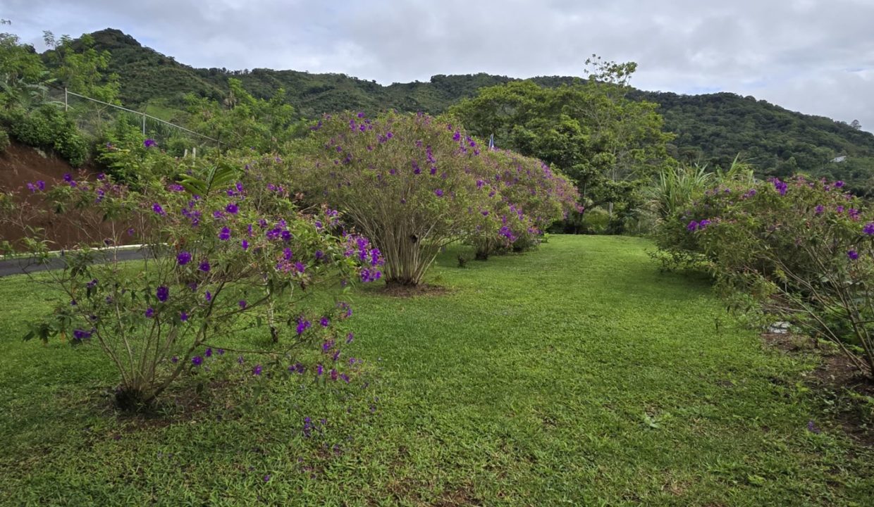 garden1
