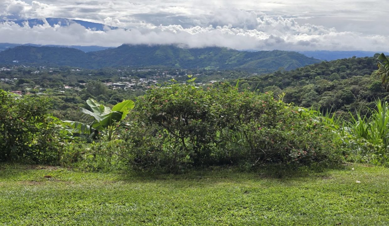 lawn
