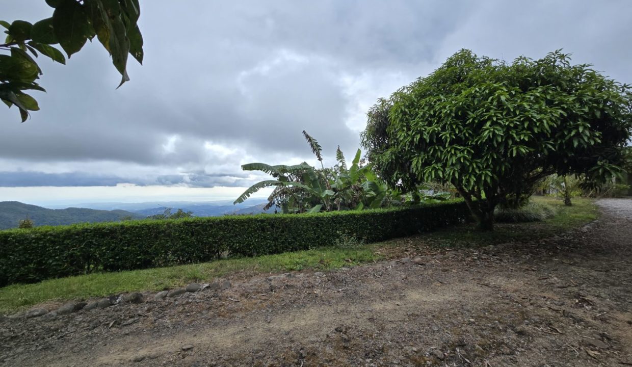 mangotree