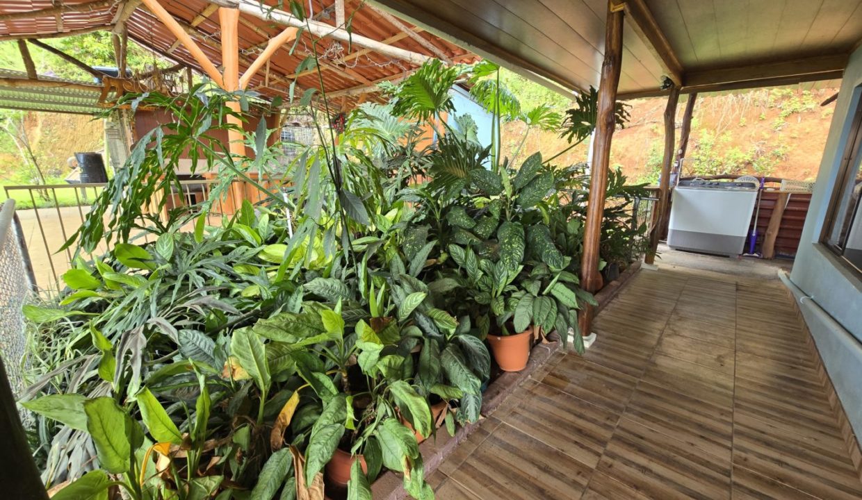 plants2