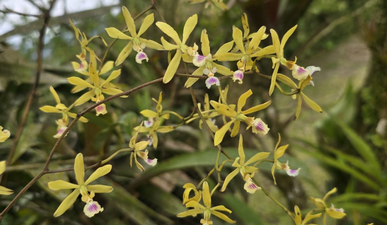 orchids