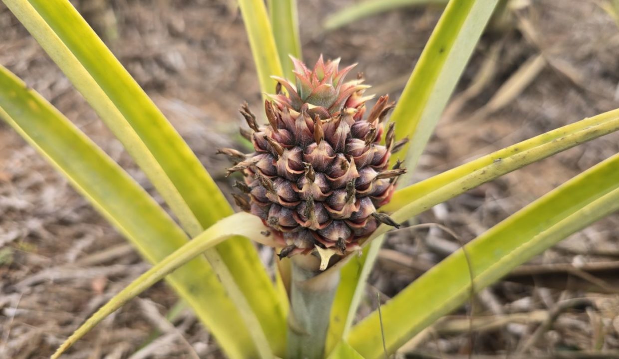 pineapple