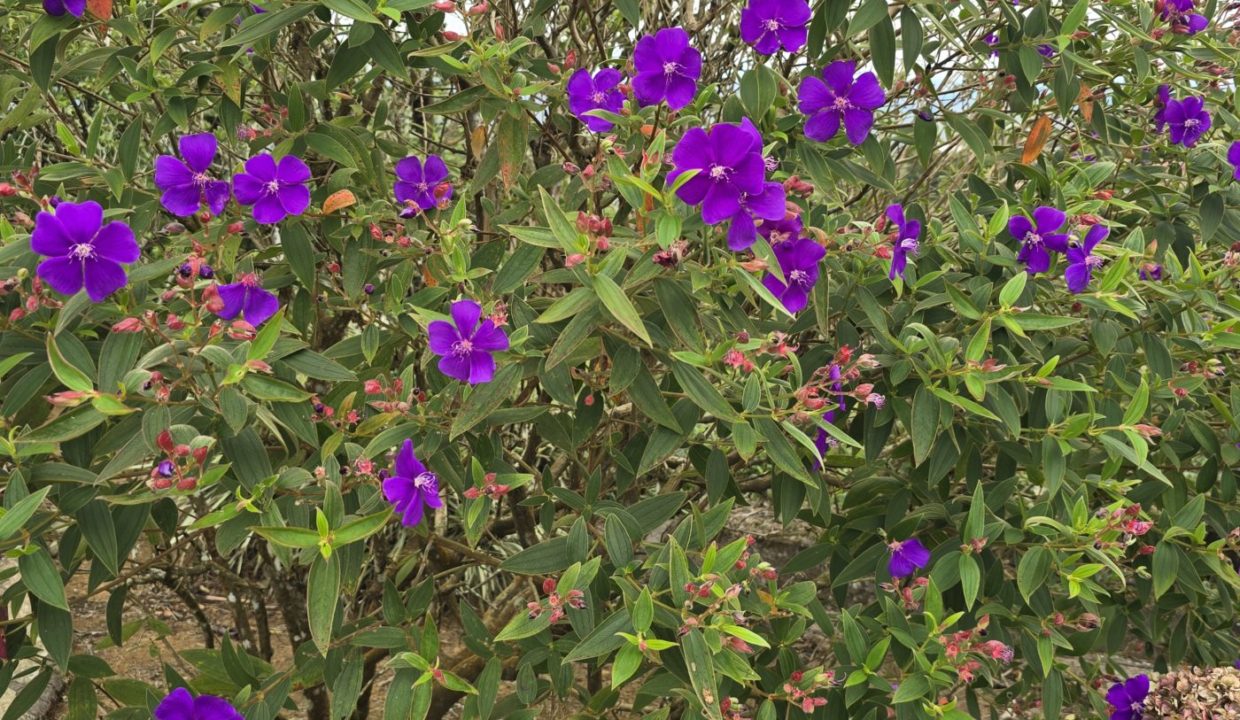tibouchina