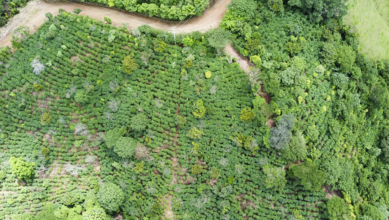 01Coffee-farm-for-sale-Located-in-Berlin-San-Ramon-Alajuela-10