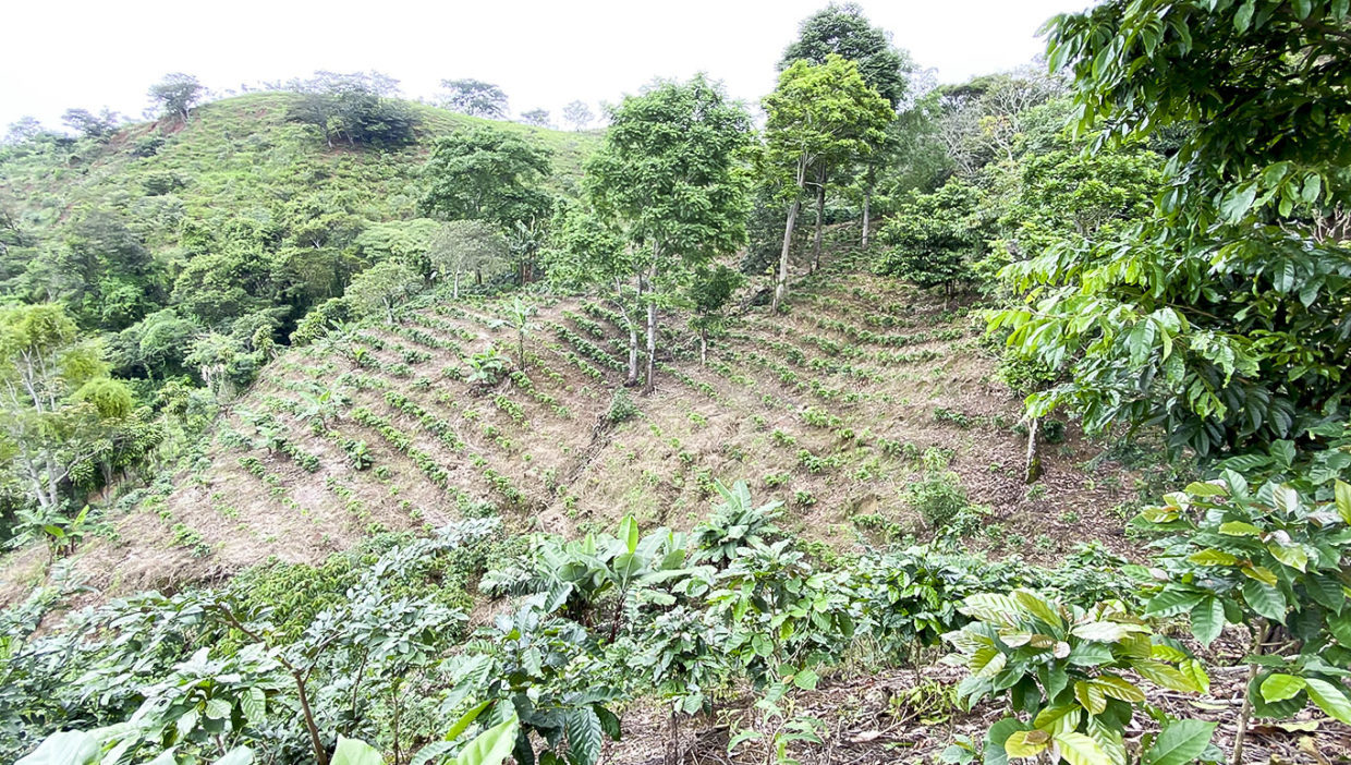 02Coffee-farm-for-sale-Located-in-Berlin-San-Ramon-Alajuela-6