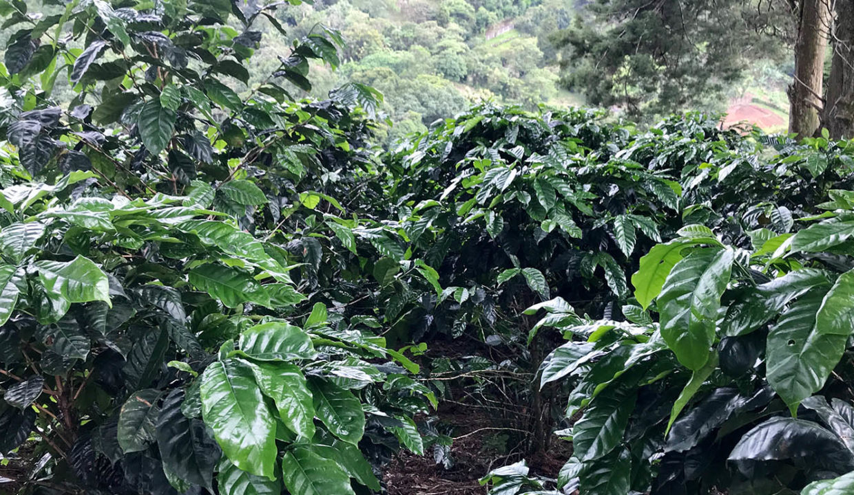 Beautiful coffee and foliage farm at Carbonal, Grecia1