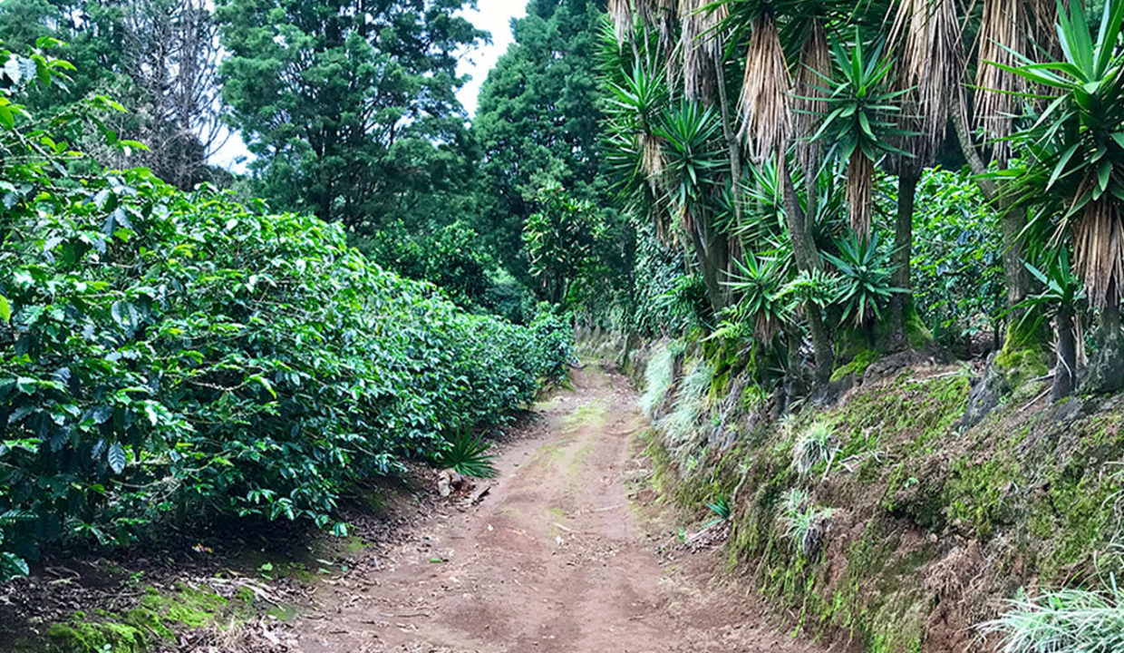 Beautiful coffee and foliage farm at Carbonal, Grecia10
