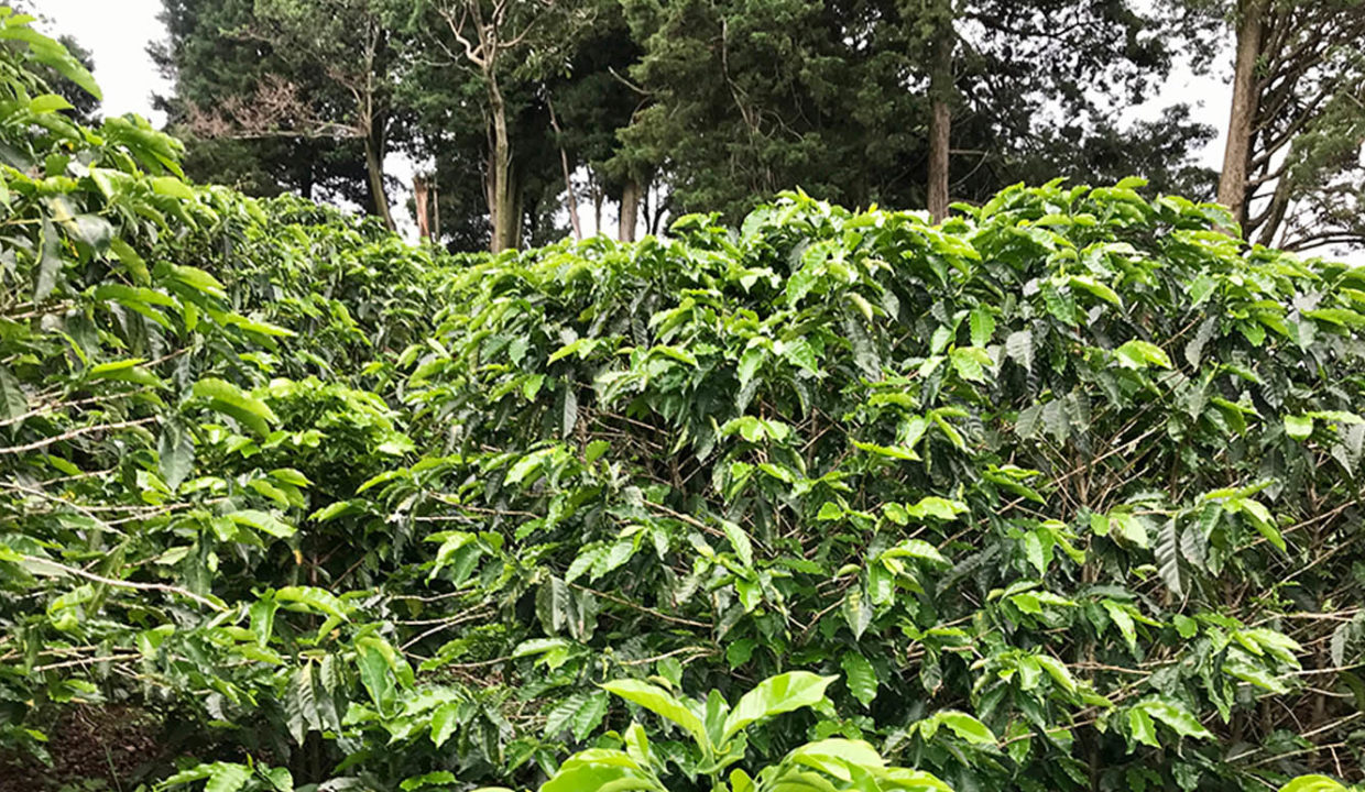 Beautiful coffee and foliage farm at Carbonal, Grecia3