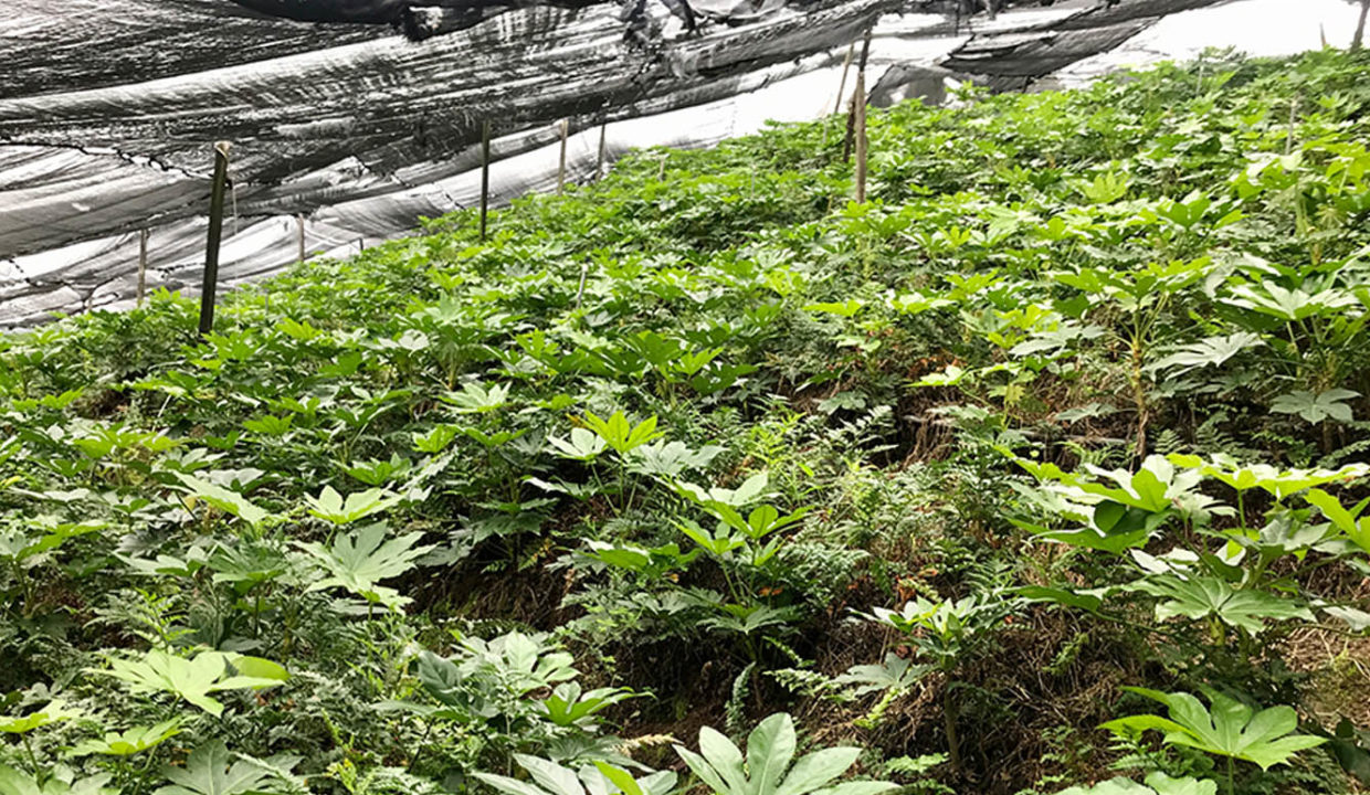 Beautiful coffee and foliage farm at Carbonal, Grecia4