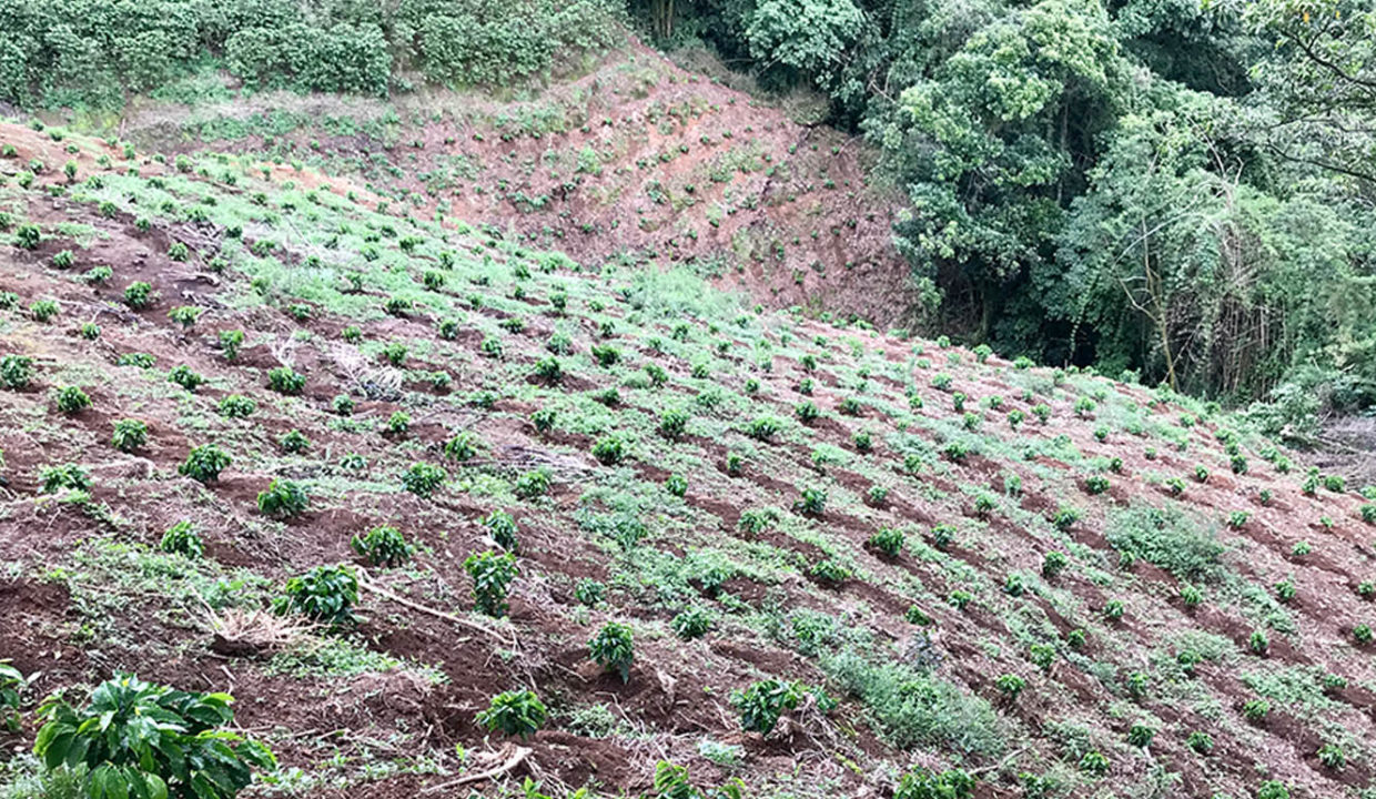 Beautiful coffee and foliage farm at Carbonal, Grecia5