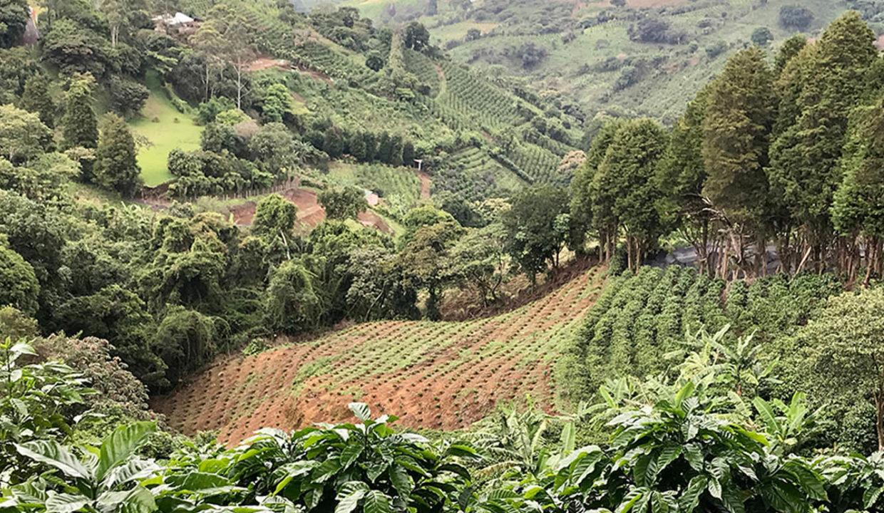Beautiful coffee and foliage farm at Carbonal, Grecia6