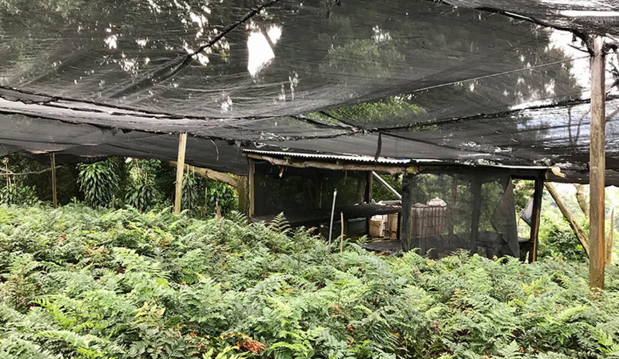 Beautiful coffee and foliage farm at Carbonal, Grecia7