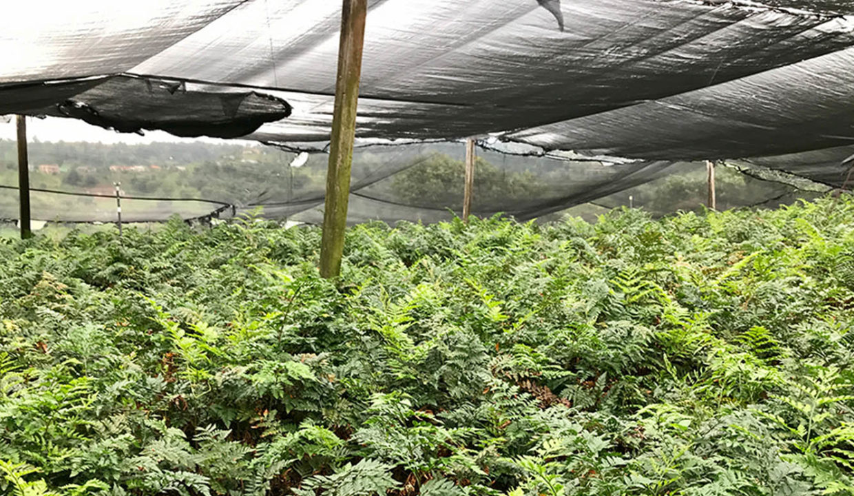 Beautiful coffee and foliage farm at Carbonal, Grecia8
