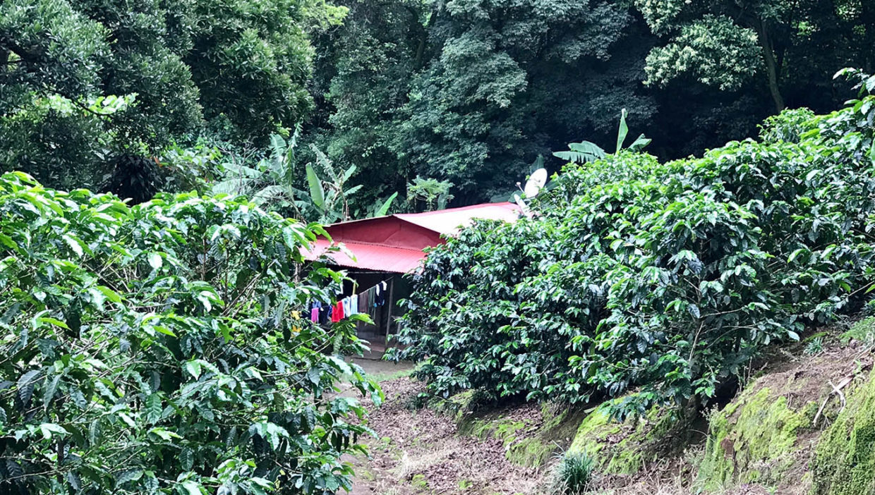 Beautiful coffee and foliage farm at Carbonal, Grecia9
