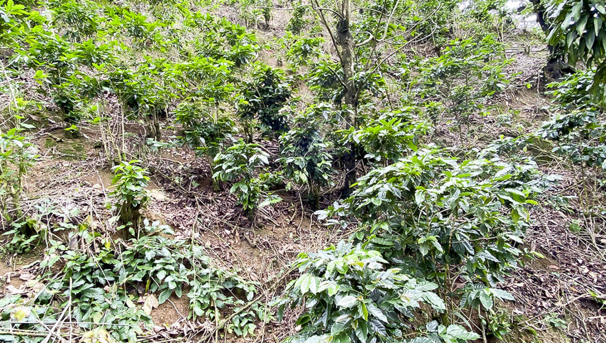 Coffee-farm-for-sale-Located-in-Berlin-San-Ramon-Alajuela-4
