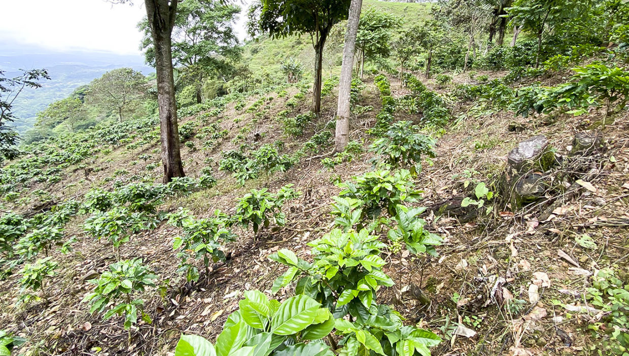 Coffee-farm-for-sale-Located-in-Berlin-San-Ramon-Alajuela-5