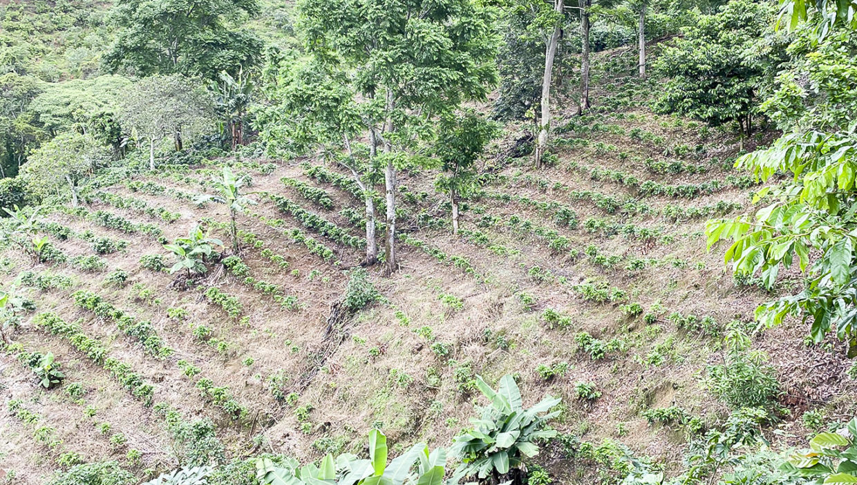 Coffee-farm-for-sale-Located-in-Berlin-San-Ramon-Alajuela-7