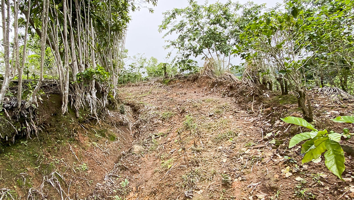 Coffee-farm-for-sale-Located-in-Berlin-San-Ramon-Alajuela-8