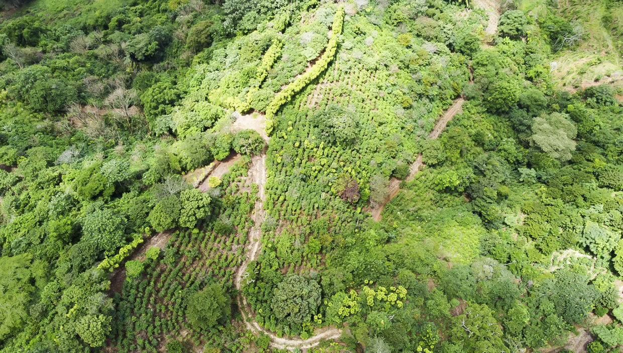 Coffee-farm-for-sale-Located-in-Berlin-San-Ramon-Alajuela-9