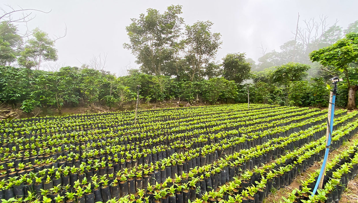 Coffee-farm-nice-views-Berlin-San-Ramon-1