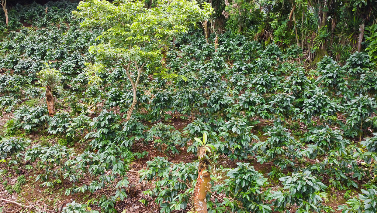 Coffee-farm-nice-views-Berlin-San-Ramon-10