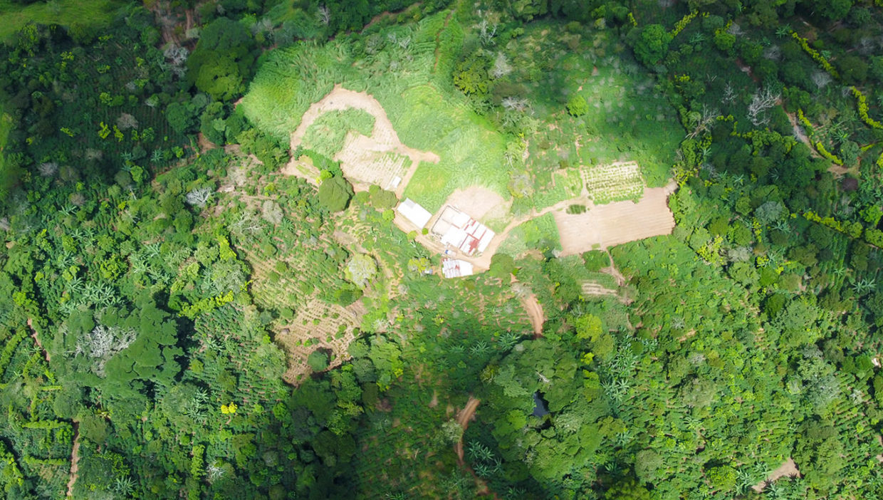 Coffee-farm-nice-views-Berlin-San-Ramon-12