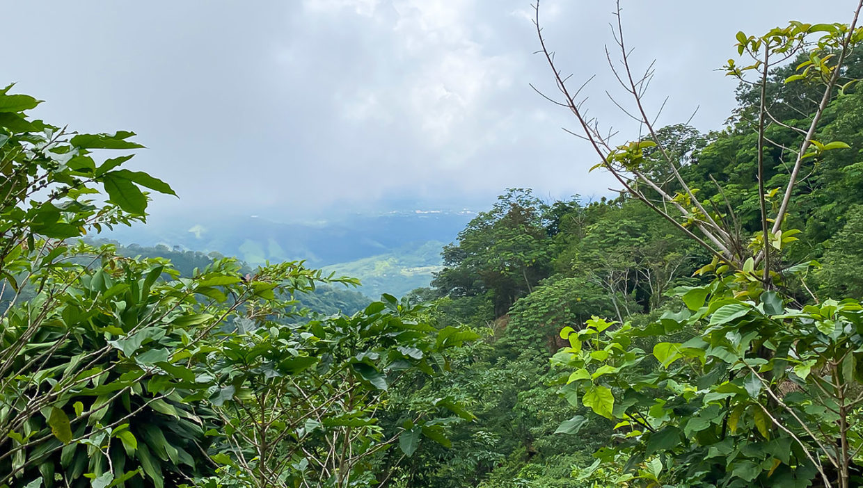 Coffee-farm-nice-views-Berlin-San-Ramon-4
