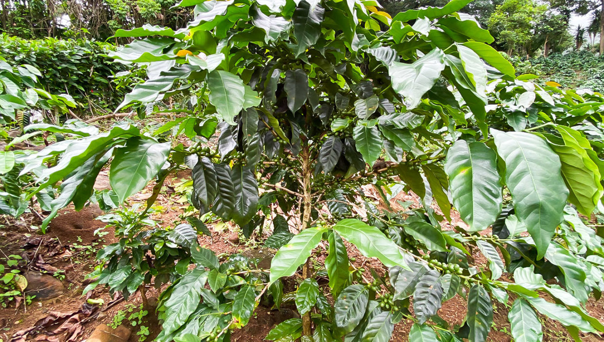 Coffee-farm-nice-views-Berlin-San-Ramon-5
