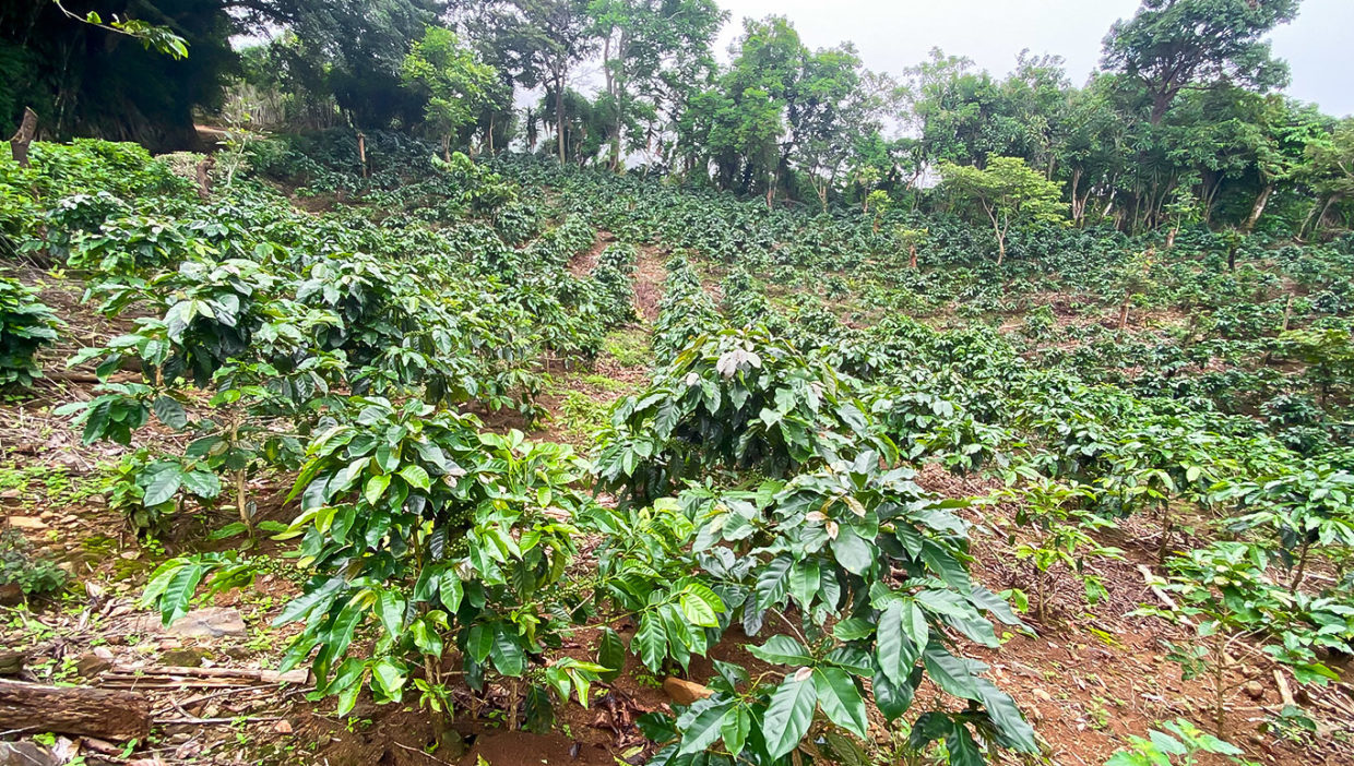 Coffee-farm-nice-views-Berlin-San-Ramon-6