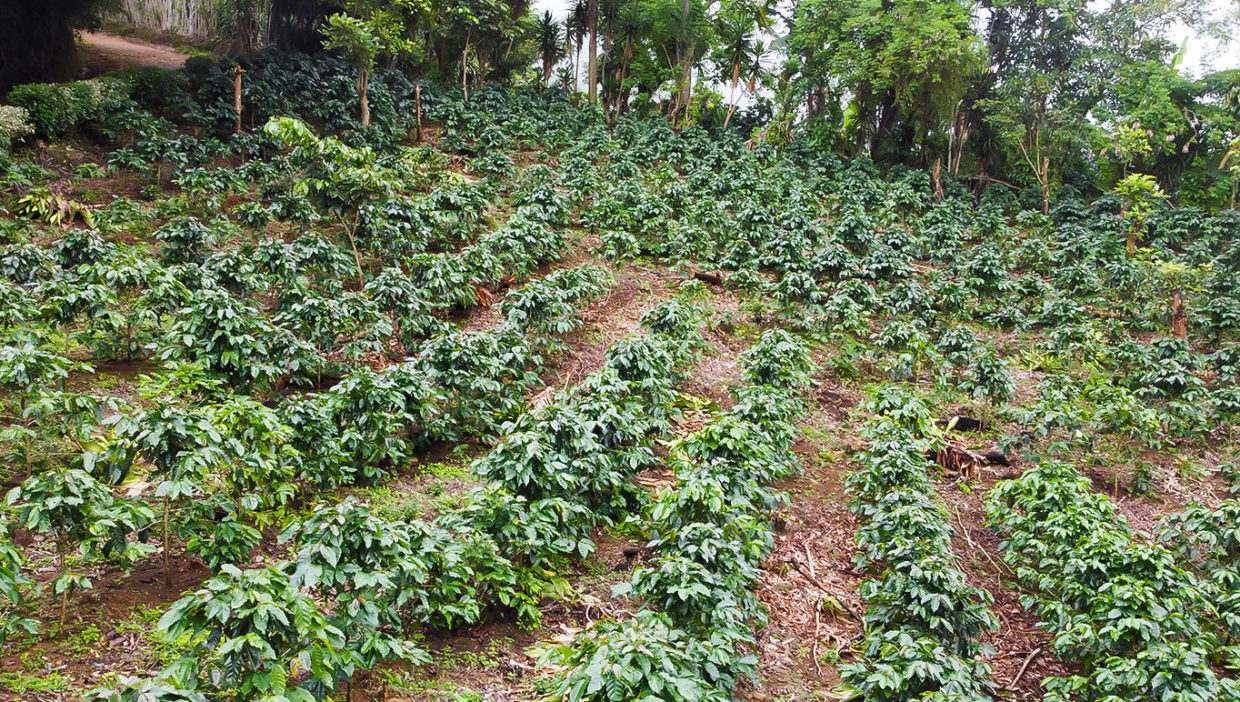 Coffee-farm-nice-views-Berlin-San-Ramon-9