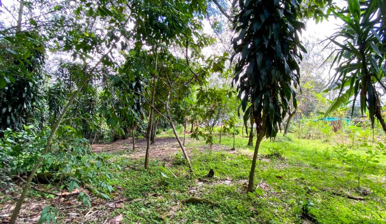 Comercial-property-200meters-from-Route1-via-Naranjo-10