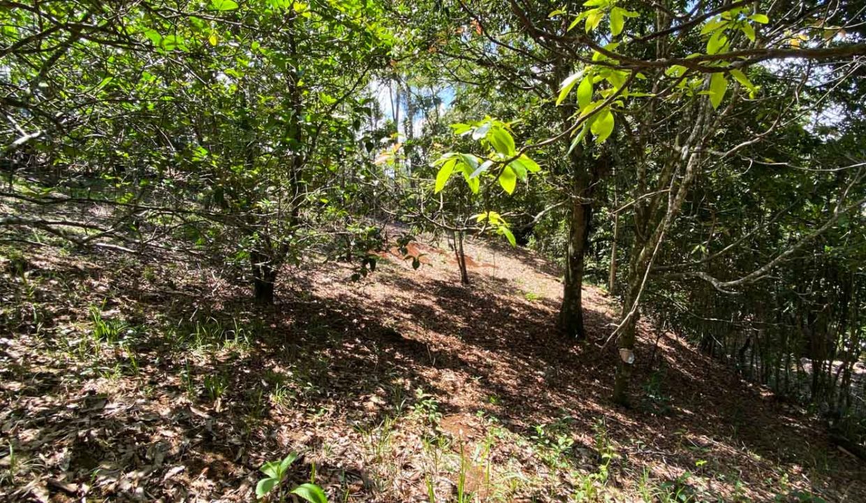 Comercial-property-200meters-from-Route1-via-Naranjo-17
