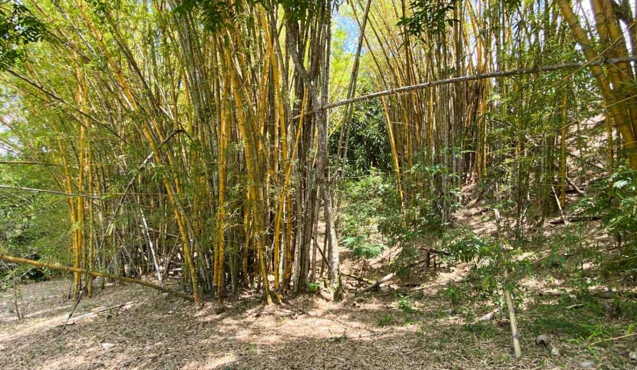 Comercial-property-200meters-from-Route1-via-Naranjo-18