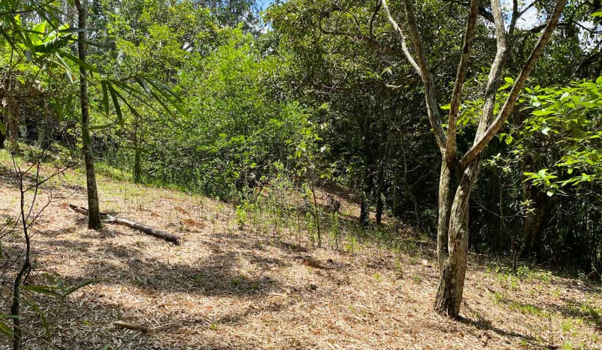 Comercial-property-200meters-from-Route1-via-Naranjo-19