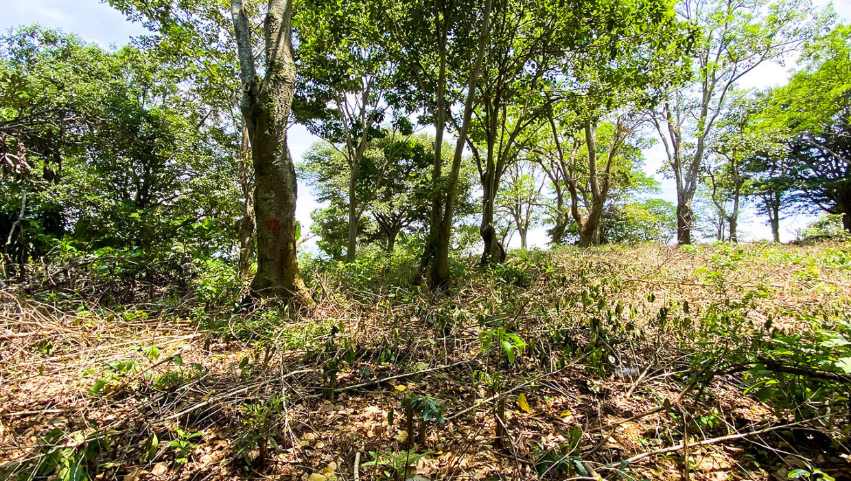 Excellent-opportunity-for-large-comercial-lot-Grecia-2