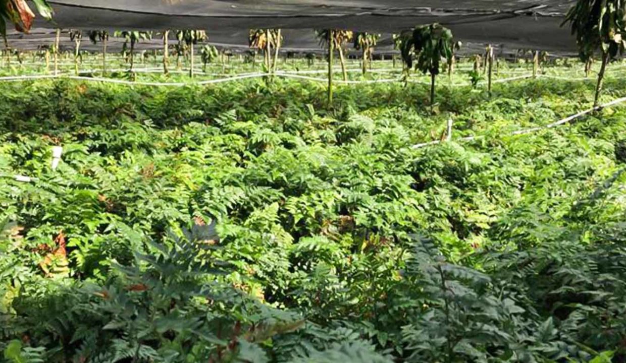 Farm-good-variety-projects-developed-5