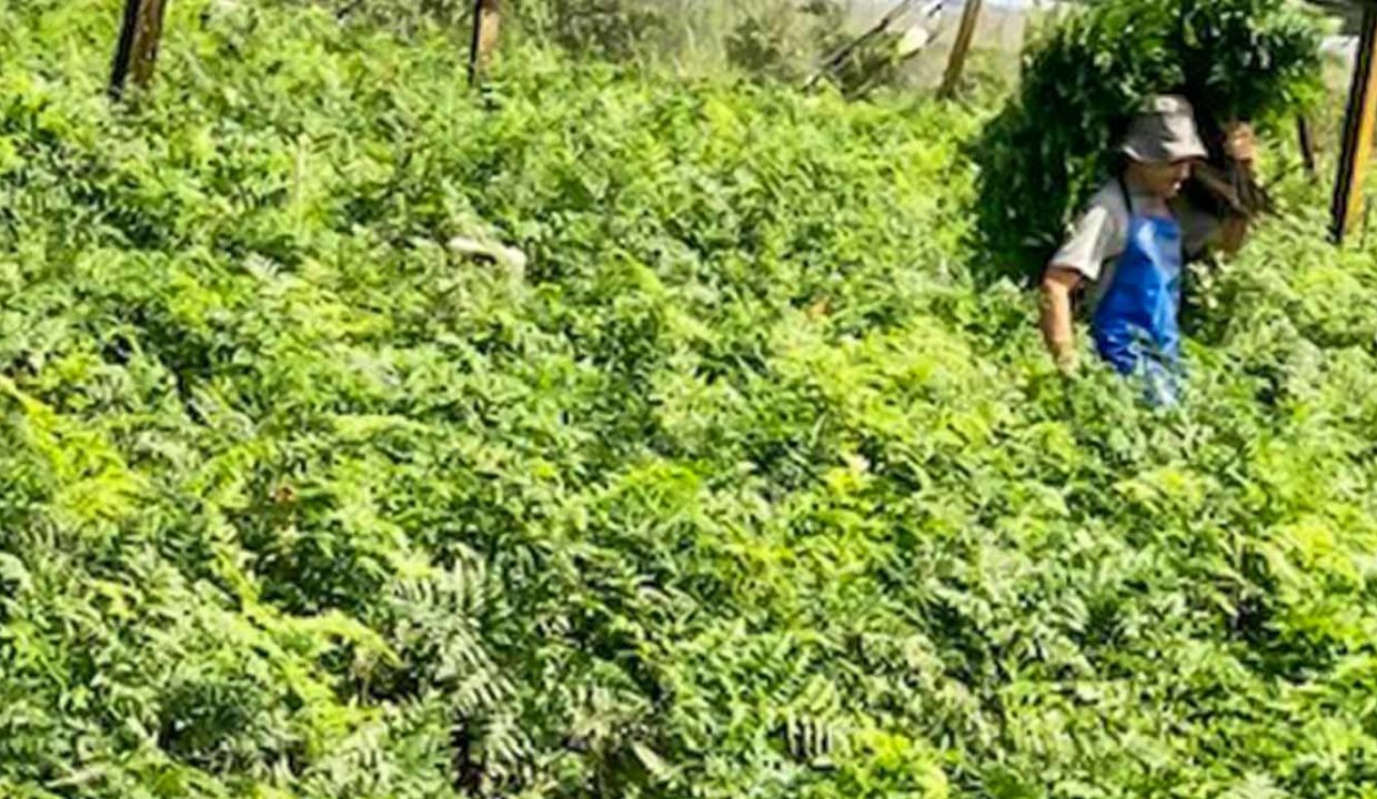 Farm-good-variety-projects-developed-7