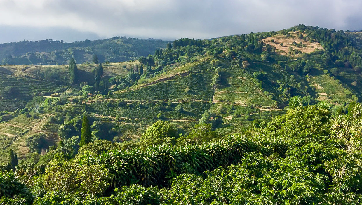Large-coffe-plantation-farm-beautiful-views-El-Cajon-Grecia-1