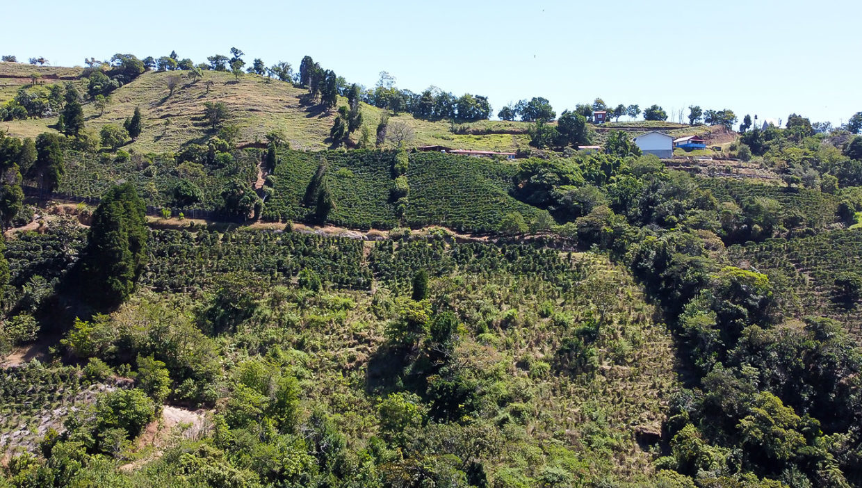 Large-coffe-plantation-farm-beautiful-views-El-Cajon-Grecia-10