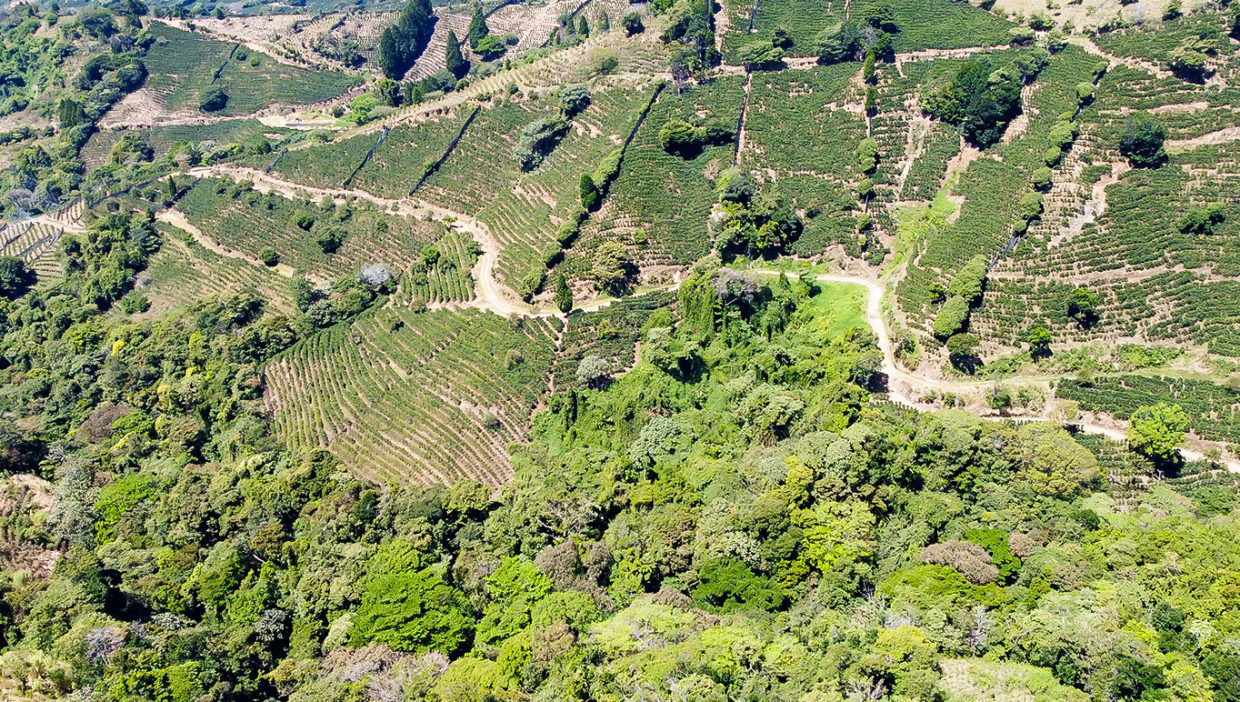 Large-coffe-plantation-farm-beautiful-views-El-Cajon-Grecia-11