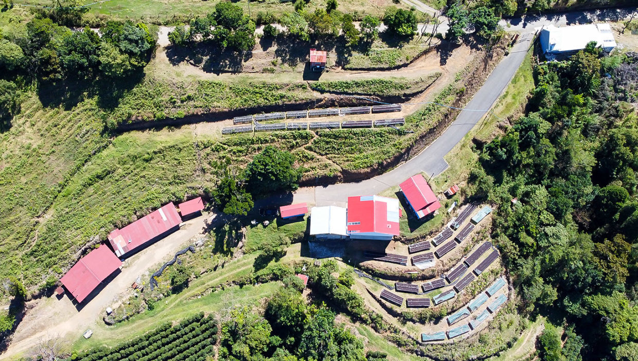Large-coffe-plantation-farm-beautiful-views-El-Cajon-Grecia-12