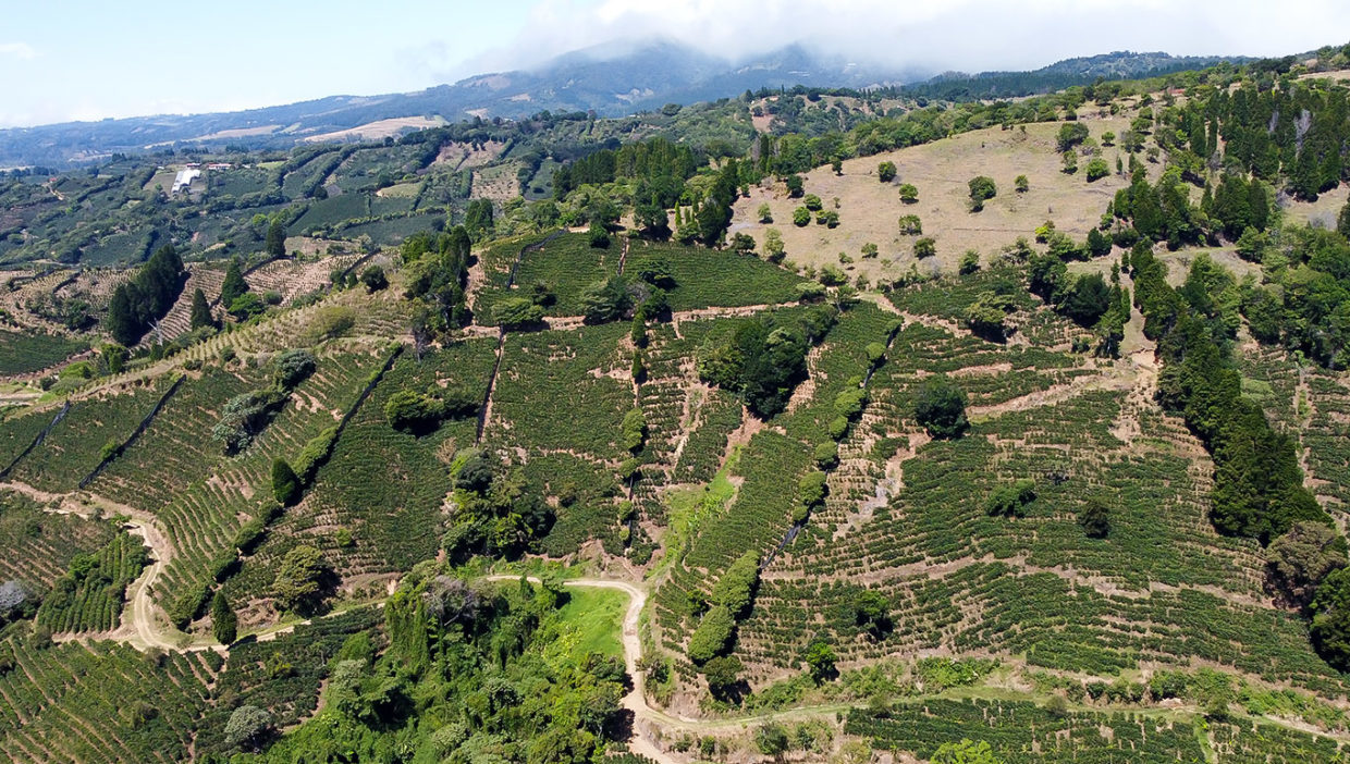 Large-coffe-plantation-farm-beautiful-views-El-Cajon-Grecia-13