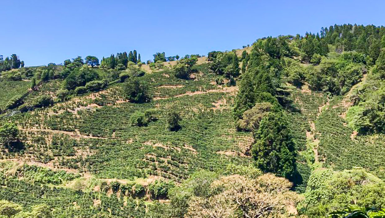 Large-coffe-plantation-farm-beautiful-views-El-Cajon-Grecia-14