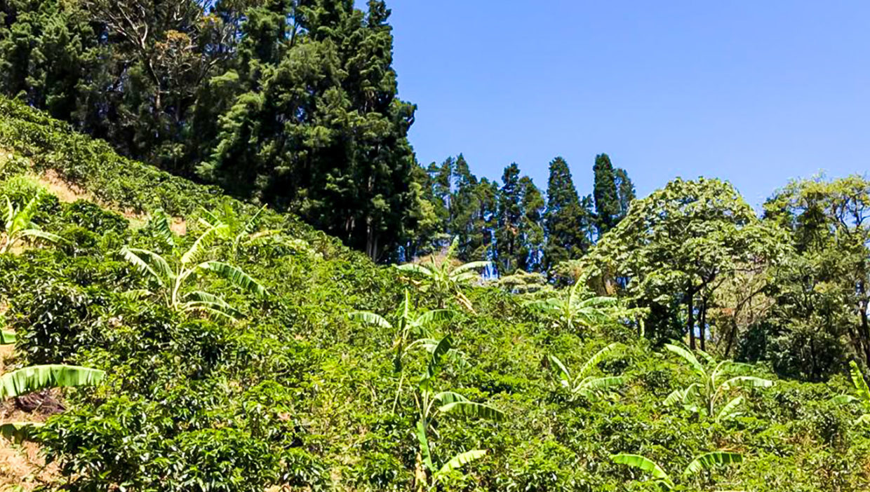 Large-coffe-plantation-farm-beautiful-views-El-Cajon-Grecia-15