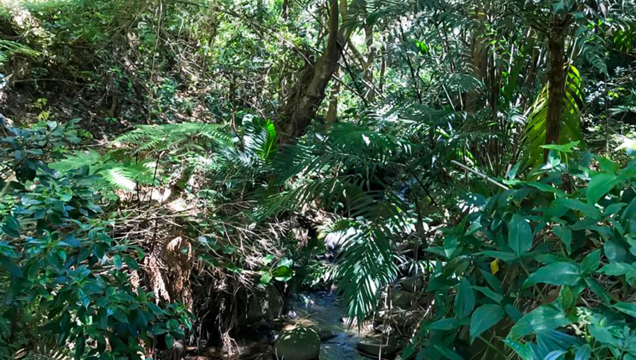 Large-coffe-plantation-farm-beautiful-views-El-Cajon-Grecia-17