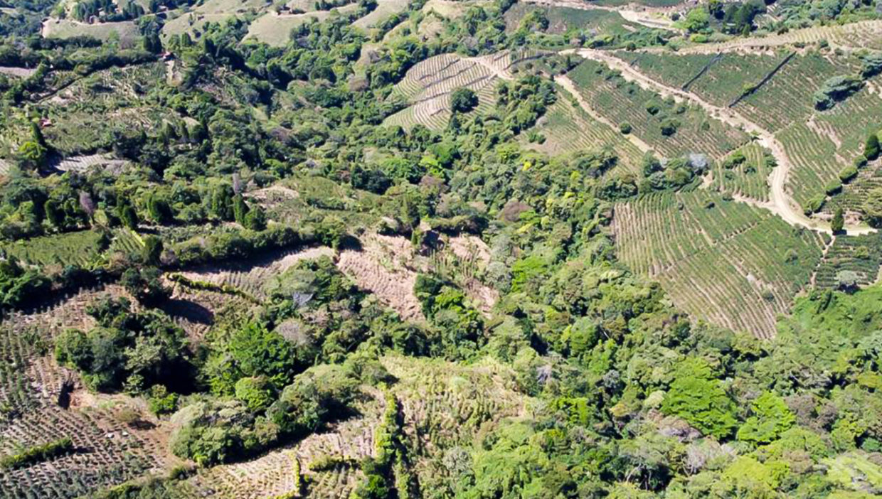 Large-coffe-plantation-farm-beautiful-views-El-Cajon-Grecia-18
