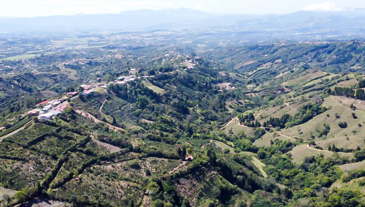 Large-coffe-plantation-farm-beautiful-views-El-Cajon-Grecia-19
