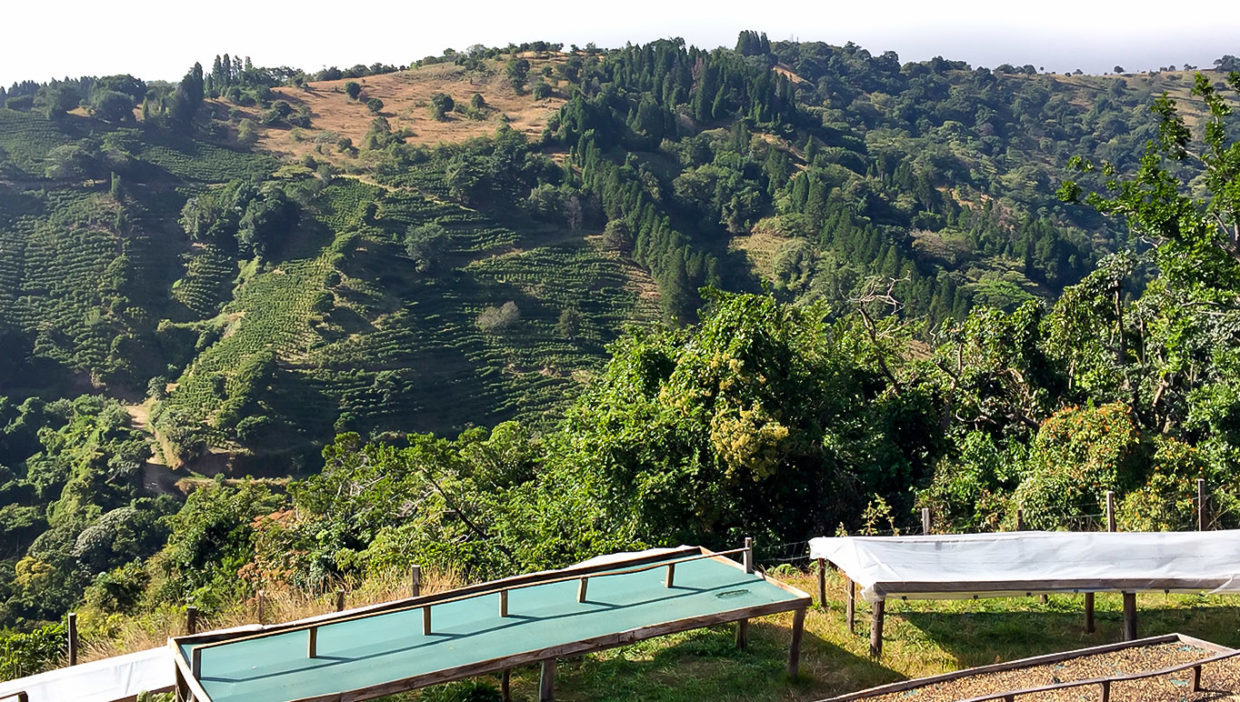 Large-coffe-plantation-farm-beautiful-views-El-Cajon-Grecia-2