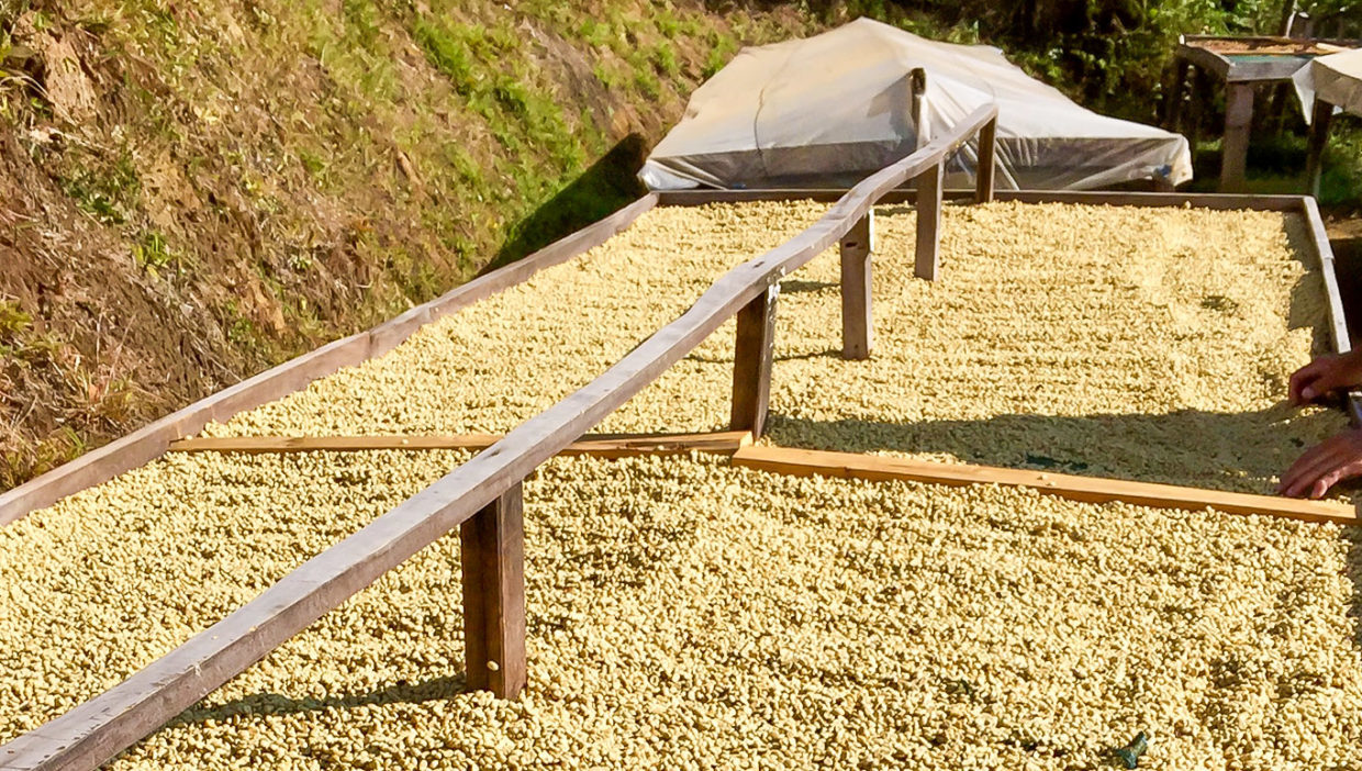 Large-coffe-plantation-farm-beautiful-views-El-Cajon-Grecia-3